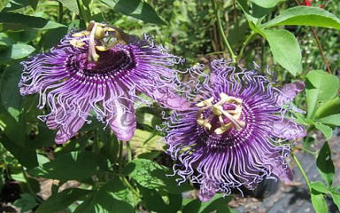 Health Benefits of Passionflower