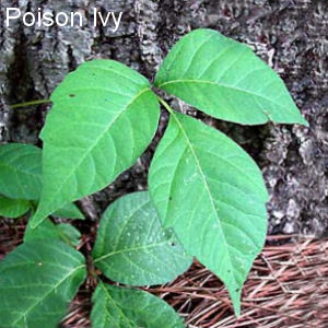 poison ivy plant