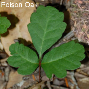 poison oak plant