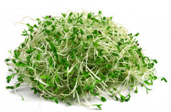 Alfalfa Health Benefits