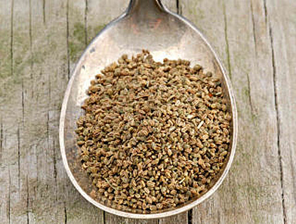 Celery Seed Health Benefits and Remedies