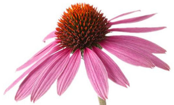 Echinacea Health Benefits