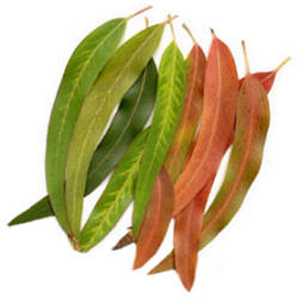 Eucalyptus Oil