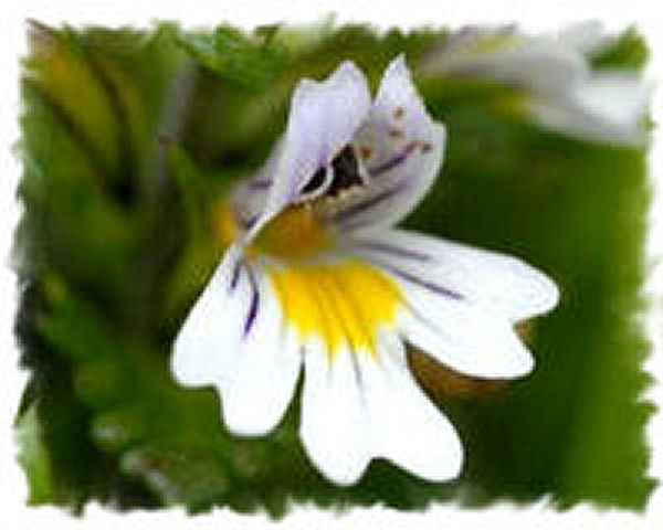 Eyebright Health Benefits