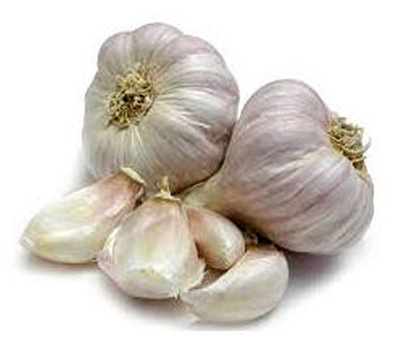 Garlic