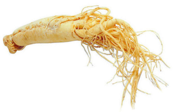 Ginseng