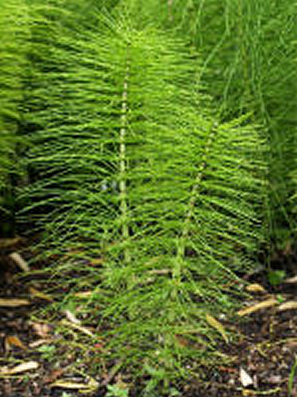 Horsetail Health Benefits