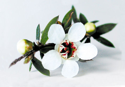 Health Benefits of Manuka Oil Health Benefits of Manuka Oil