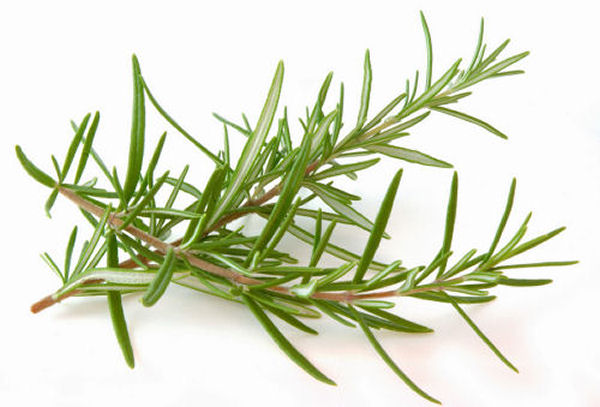 Rosemary