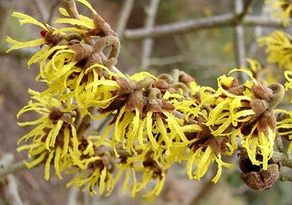 Witch Hazel Health Benefits