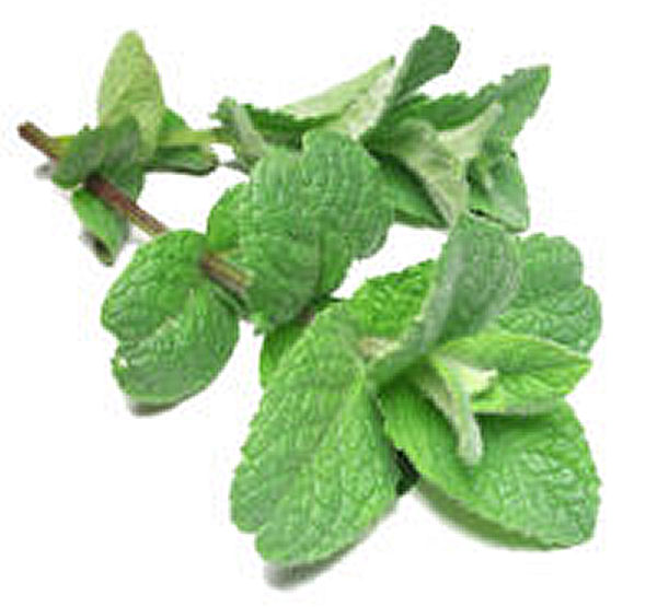 Peppermint Health Benefits