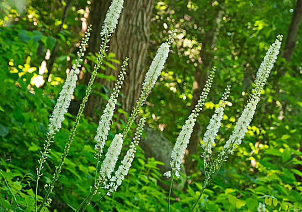 Black Cohosh Health Benefits