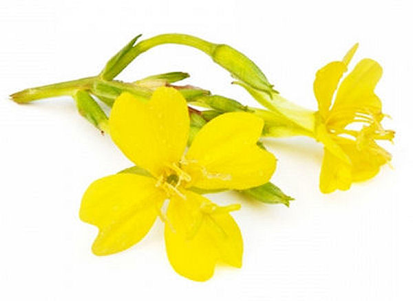 Evening Primrose Oil Health Benefits