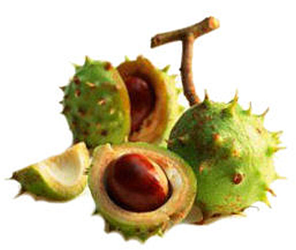 Health Benefits of Horse Chestnut