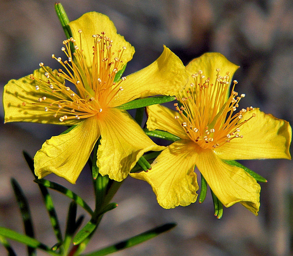 St. John's Wort Health Benefits