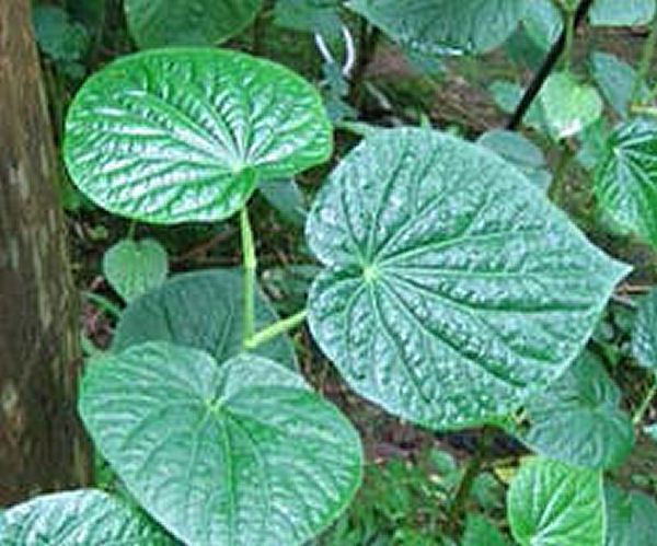 Health Benefits of Kava Kava