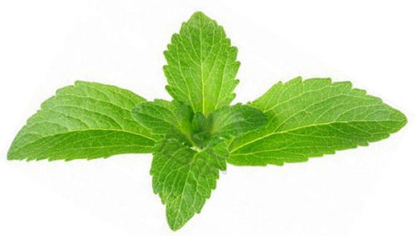 Stevia Health Benefits