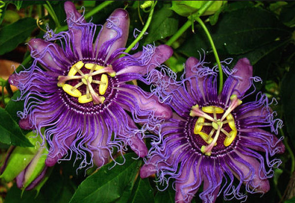 Passionflower Health Benefits and Remedies