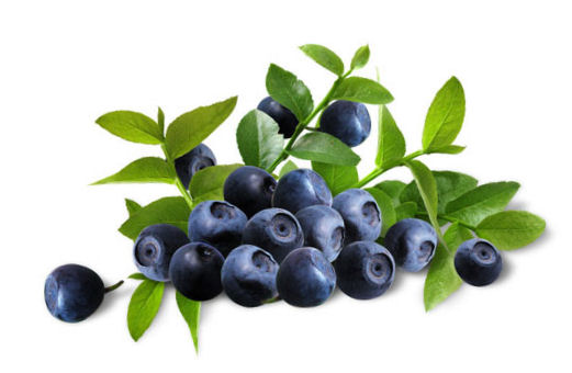Health Benefits of Bilberry